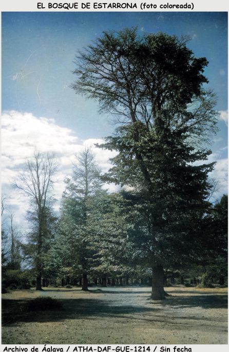 El bosque de Estarrona El bosque de Estarrona