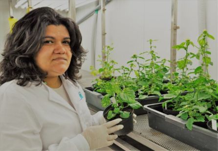 Elvira Fiallo, investigadora del Instituto de Hortofruticultura Subtropical y Mediterránea “La Mayora” Elvira Fiallo, investigadora del Instituto de Hortofruticultura Subtropical y Mediterránea “La Mayora”
