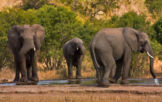 Un grupo de elefantes en el Kruger National Park Un grupo de elefantes en el Kruger National Park