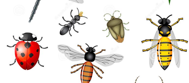 El final del plástico está en los insectos y crustáceos El final del plástico está en los insectos y crustáceos