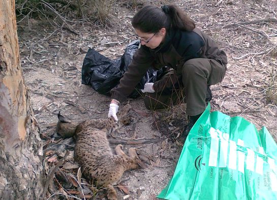 Una agente medioambiental realiza el levantamiento del cadáver de un lince en Sierra Morena Una agente medioambiental realiza el levantamiento del cadáver de un lince en Sierra Morena