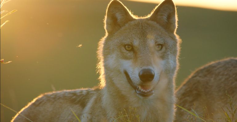 Crítica de El último lobo: 'El último lobo'. Lobos en 3-D Crítica de El último lobo: 'El último lobo'. Lobos en 3-D