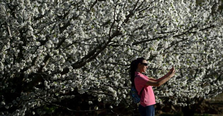 A woman takes a "selfie" with cherry trees in full bloom in Jerte's Valley (Valle del Jerte) in Extremadura on April 2, 2015. Viewing cherry blossoms is a cultural event in Extremadura, where thousands of tourists turn out to admire them annually. AFP PHOTO / DANI POZO A woman takes a "selfie" with cherry trees in full bloom in Jerte's Valley (Valle del Jerte) in Extremadura on April 2, 2015. Viewing cherry blossoms is a cultural event in Extremadura, where thousands of tourists turn out to admire them annually. AFP PHOTO / DANI POZO