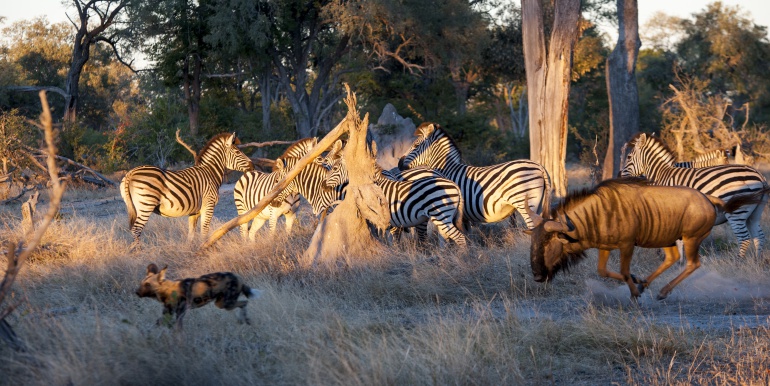 Los parques salvajes de África del sur Los parques salvajes de África del sur