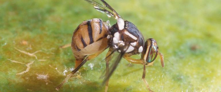 Ejemplar de mosca del olivo. Ejemplar de mosca del olivo.