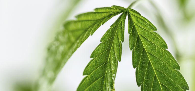 Pedro Blanco presenta sus reportajes para el fin de semana, uno de ellos sobre una anciana que cocina con marihuana. Pedro Blanco presenta sus reportajes para el fin de semana, uno de ellos sobre una anciana que cocina con marihuana.