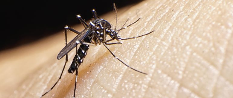 El mosquito tigre es una especie proveniente del sudeste asiático y que es capaz de picar por encima de la ropa. El mosquito tigre es una especie proveniente del sudeste asiático y que es capaz de picar por encima de la ropa.