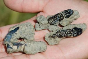 El castor que sobrevivió a los dinosaurios El castor que sobrevivió a los dinosaurios