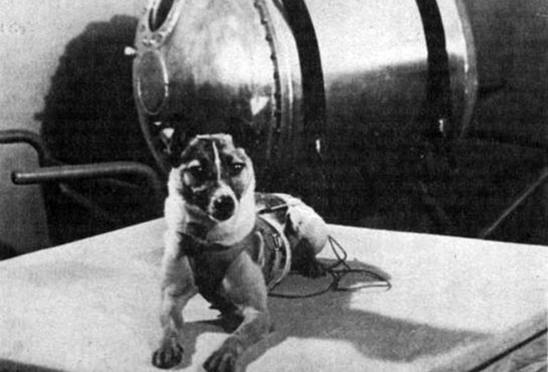 La perra Laika antes de su misión espacial La perra Laika antes de su misión espacial