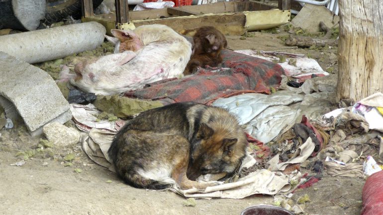 Fotografía facilitada por PACMA de los perros en condiciones deplorables, abandonados, sin comida ni bebida, entre excrementos y basura que tenía un hombre en Segovia, quien fue condenado a seis meses de prisión en 2010. Fotografía facilitada por PACMA de los perros en condiciones deplorables, abandonados, sin comida ni bebida, entre excrementos y basura que tenía un hombre en Segovia, quien fue condenado a seis meses de prisión en 2010.
