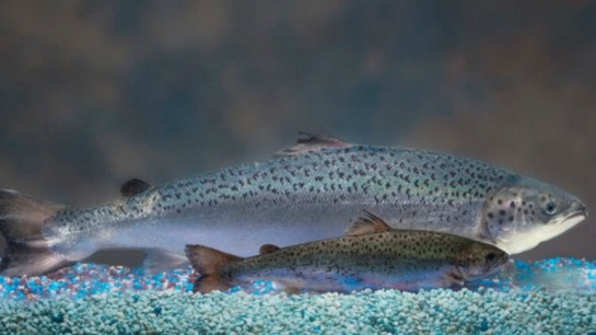 El salmón transgénico creado por la compañía estadounidense Aquabounty es bastante más grande que sus compañeros silvestres como puede comprobarse en esta imagen. El salmón transgénico creado por la compañía estadounidense Aquabounty es bastante más grande que sus compañeros silvestres como puede comprobarse en esta imagen.