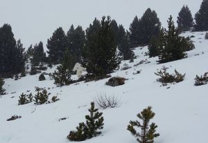 Fotografía supuestamente captada por unos esquiadores en el que se ve el supuesto yeti Fotografía supuestamente captada por unos esquiadores en el que se ve el supuesto yeti