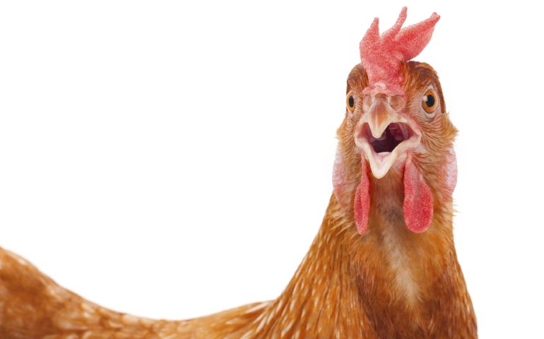 S'ha aixecat el confinament de les gallines als Aiguamolls de l'Empordà S'ha aixecat el confinament de les gallines als Aiguamolls de l'Empordà