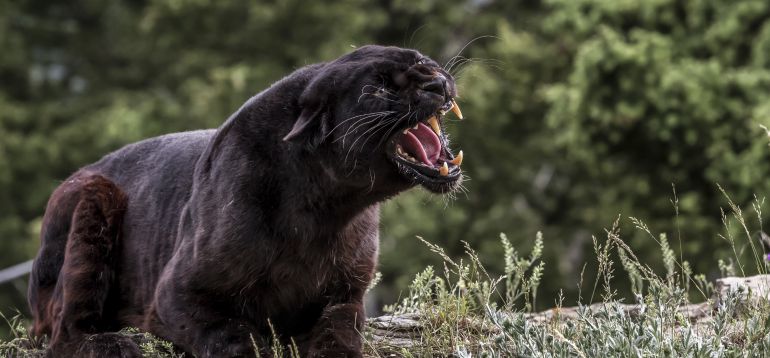 La ficción Negra y Criminal: El regusto de sangre enfurece al gato La ficción Negra y Criminal: El regusto de sangre enfurece al gato
