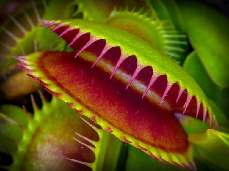 ¿Sienten las plantas? ¿Sienten las plantas?