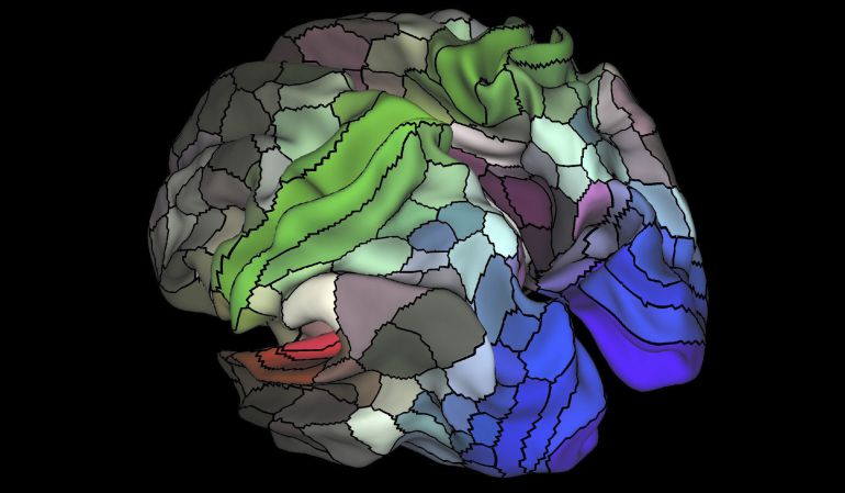 Un nuevo mapa del cerebro identifica 100 regiones desconocidas del córtex. Un nuevo mapa del cerebro identifica 100 regiones desconocidas del córtex.