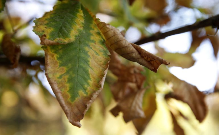Un árbol del parque del Retiro (Madrid), muestra los primeros síntomas del otoño, que comenzará el 22 de septiembre. Un árbol del parque del Retiro (Madrid), muestra los primeros síntomas del otoño, que comenzará el 22 de septiembre.
