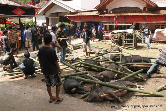 Los Tana Toraja matan cerdos y búfalos en honor a la persona fallecida Los Tana Toraja matan cerdos y búfalos en honor a la persona fallecida