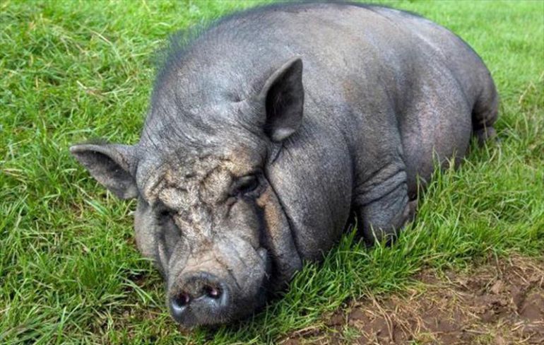 El drama de los cerdo-líes El drama de los cerdo-líes