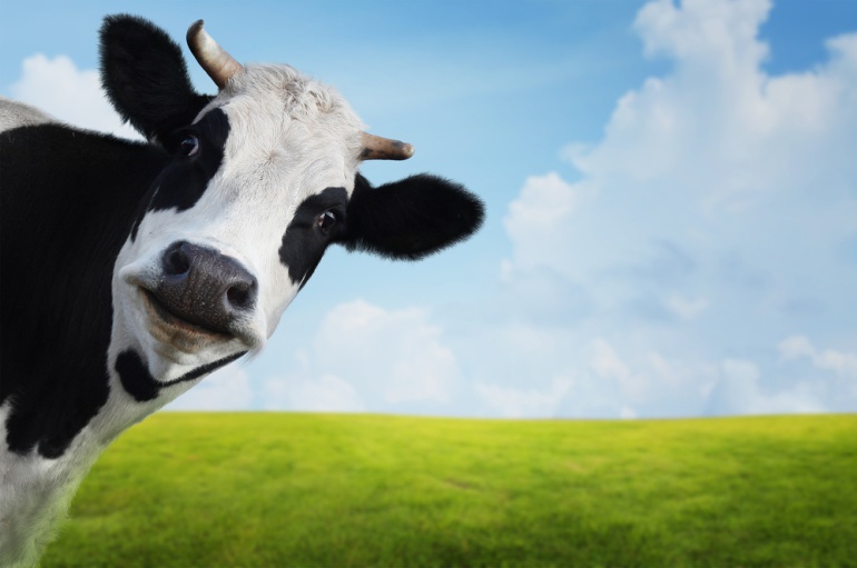 ¿La culpa es de las vacas? ¿La culpa es de las vacas?