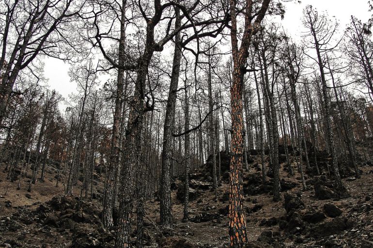 “Hay incendios que podemos apagar hasta 20 años antes de que se declaren” “Hay incendios que podemos apagar hasta 20 años antes de que se declaren”