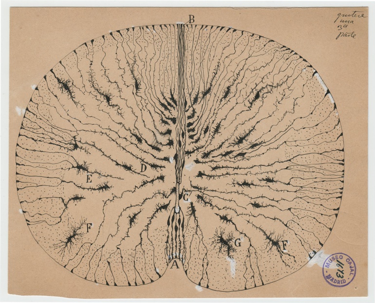 Cajal, la ciencia y el arte Cajal, la ciencia y el arte