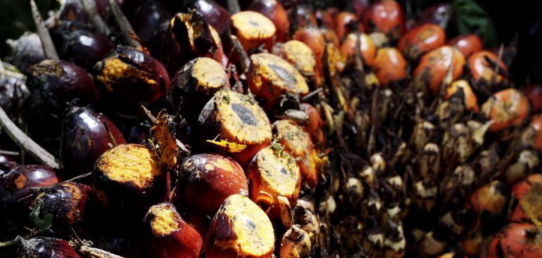 Fruto de palma del cual se extrae el polémico aceite. Fruto de palma del cual se extrae el polémico aceite.