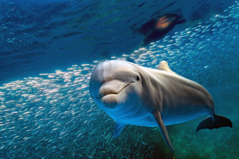 La maldad de los delfines La maldad de los delfines