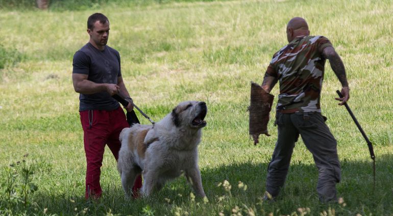 Un hombre enseña a su perro con un entrenador canino. Un hombre enseña a su perro con un entrenador canino.