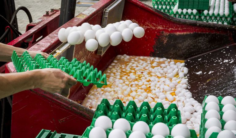 Varios trabajadores desechan los huevos contaminados en una granja avícola de Onstwedde (Holanda). Varios trabajadores desechan los huevos contaminados en una granja avícola de Onstwedde (Holanda).