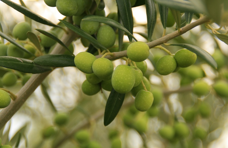 "La aceituna de mesa española se vende en 130 países en los cinco continentes" "La aceituna de mesa española se vende en 130 países en los cinco continentes"