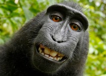 La ciencia reconoce a los monos como seres sintiéntes