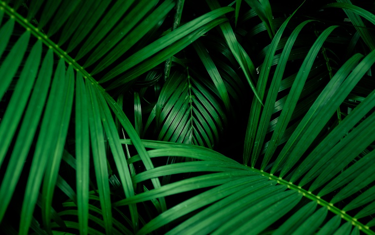 El síndrome del jardinero El síndrome del jardinero