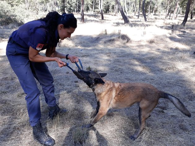 Malder, un de los perros de búsqueda y rescate de la Policía Nacional, durante una práctica de entrenamiento Malder, un de los perros de búsqueda y rescate de la Policía Nacional, durante una práctica de entrenamiento