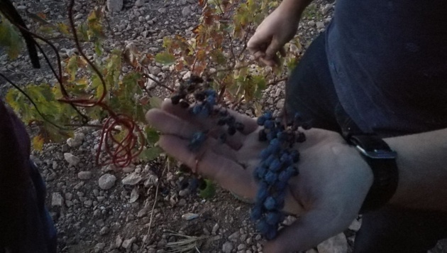 Viña de secano de uva tempranillo en Tomelloso después de la vendimia. ( Viña de secano de uva tempranillo en Tomelloso después de la vendimia. (