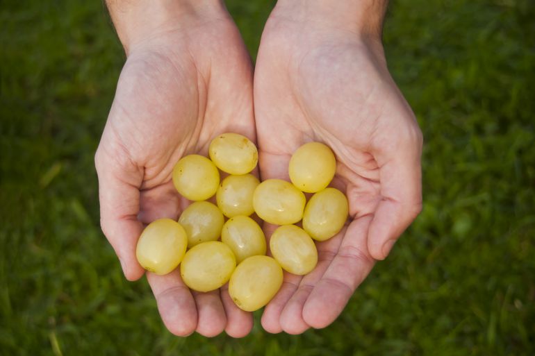 Hombre previsor ya le ha quitado las pepitas a las doce uvas Hombre previsor ya le ha quitado las pepitas a las doce uvas