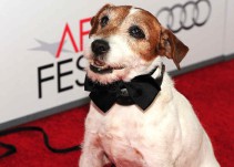 Reivindican unos premios Oscar para los animales que salen en las películas