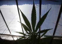 La burbuja de la marihuana