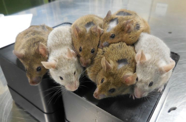 Ratones de laboratorio. Ratones de laboratorio.