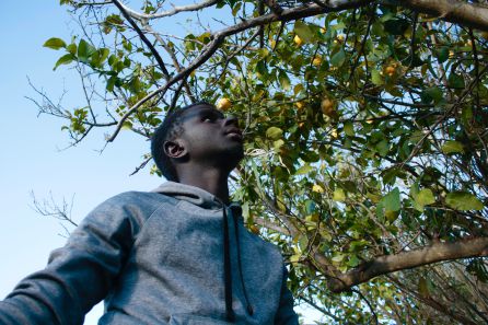 Sam, cogiendo limones en uno de los terrenos que les ha cedido el Ayuntamiento de Valle Sam, cogiendo limones en uno de los terrenos que les ha cedido el Ayuntamiento de Valle