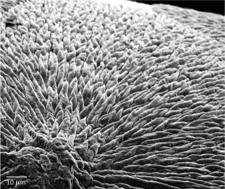 Primer plano del material similar al esmalte de los dientes humanos que han desarrollado científicos de la Universidad Queen Mary de Londres.
Primer plano del material similar al esmalte de los dientes humanos que han desarrollado científicos de la Universidad Queen Mary de Londres.