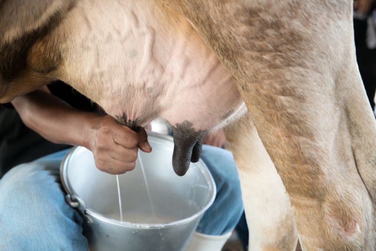 ¿Te parece bien volver a la leche cruda otra vez? ¿Te parece bien volver a la leche cruda otra vez?