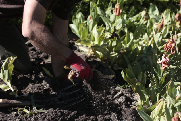 Miguel es uno de los jardineros que sigue trabajando estos días en el jardín Miguel es uno de los jardineros que sigue trabajando estos días en el jardín