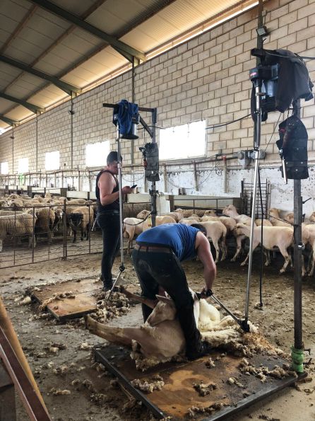 Cuadrilla de esquiladores en Castuera (Badajoz) Cuadrilla de esquiladores en Castuera (Badajoz)