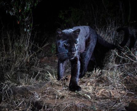 Pantera negra en Kenia Pantera negra en Kenia