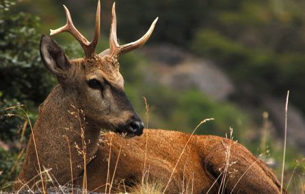 Huemul Huemul