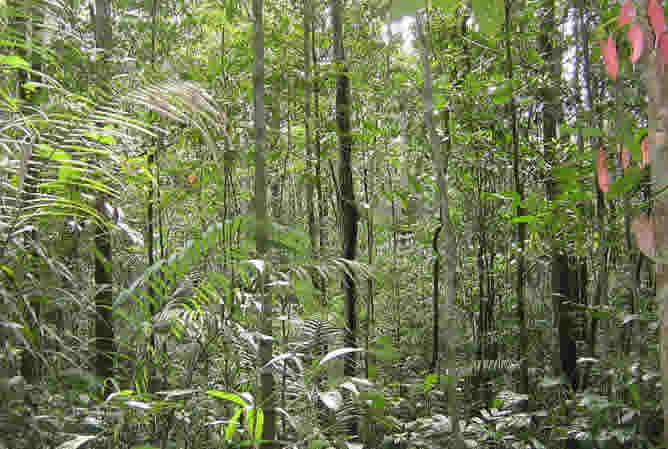 Instantánea de la selva amazónica Instantánea de la selva amazónica