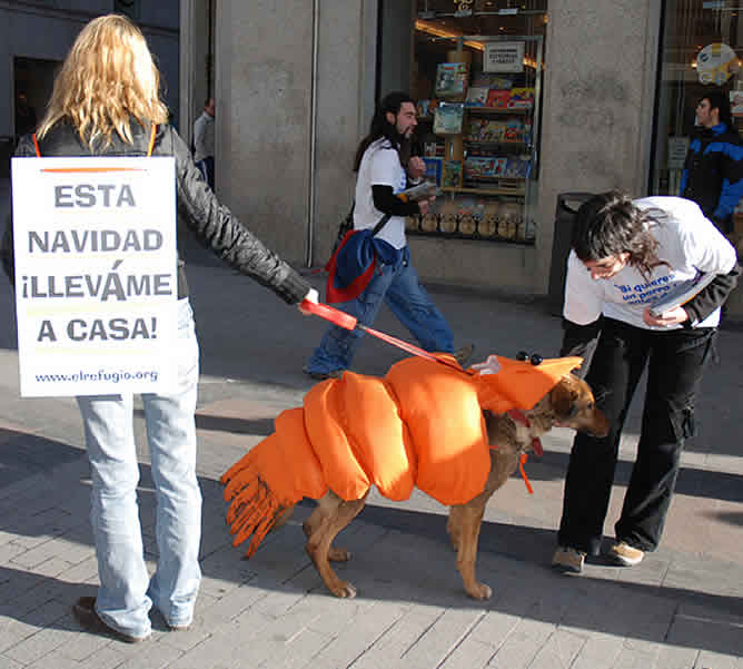 Cuatro "perros langostino" en el centro de Madrid Cuatro "perros langostino" en el centro de Madrid