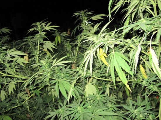 Una planta de marihuana Una planta de marihuana