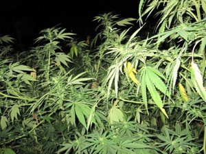 Una planta de marihuana Una planta de marihuana